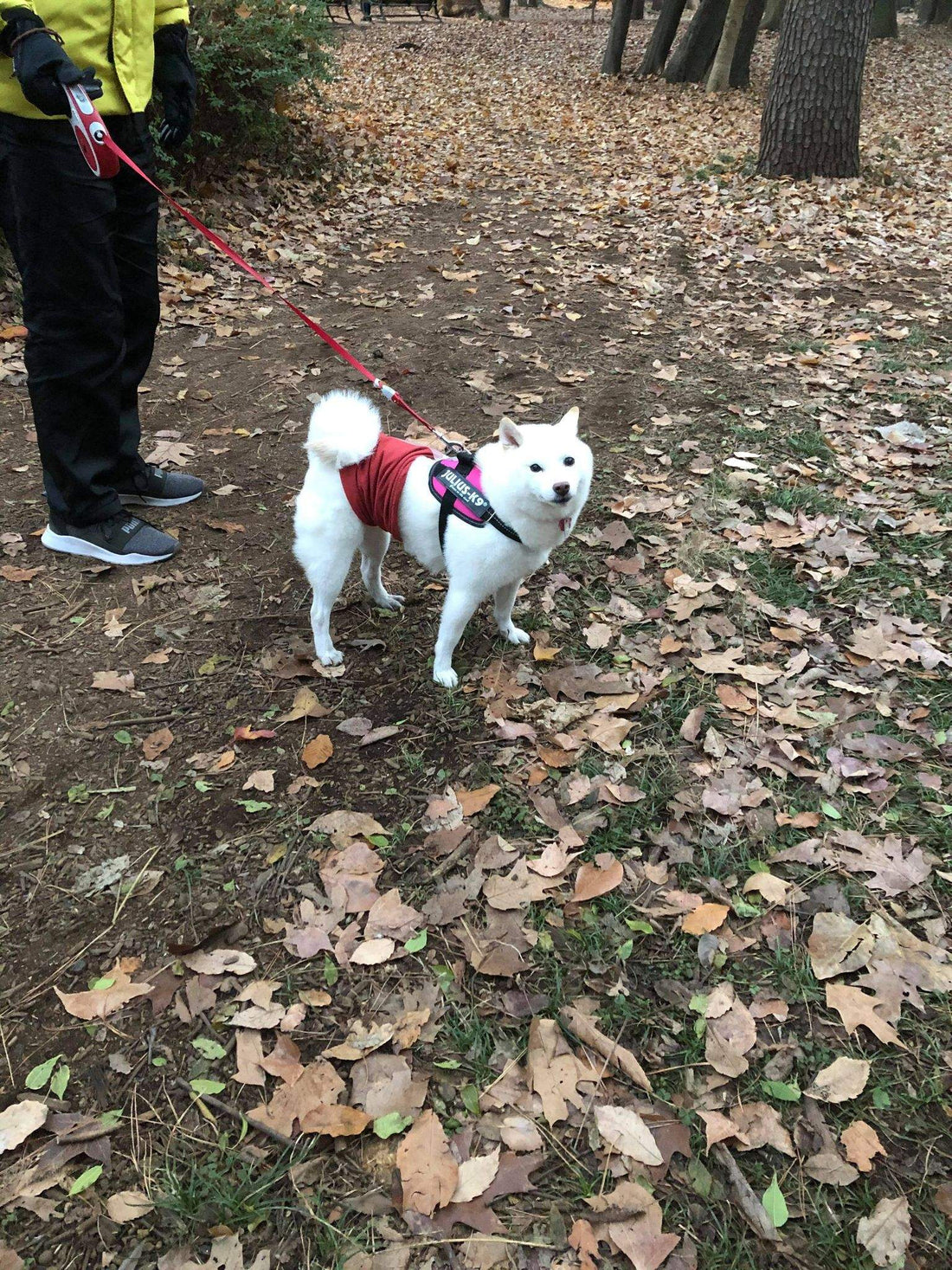 ラブラドール（大型犬）のドックフードってどうしているのかしら？ ～マシロちゃんとミロちゃんのオーナーに伺いました～