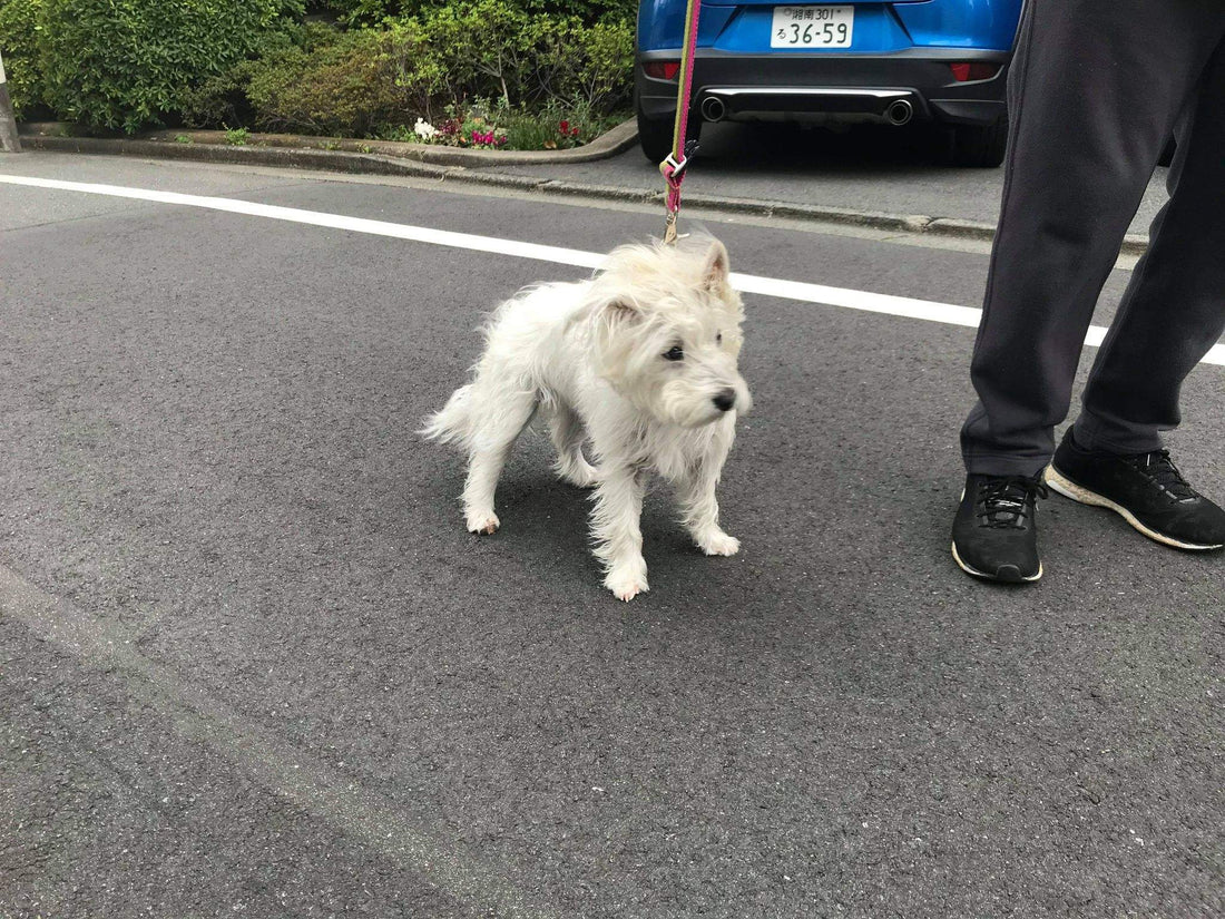 頭のいいテリア、リンちゃんは3歳、1､5ｷﾛ