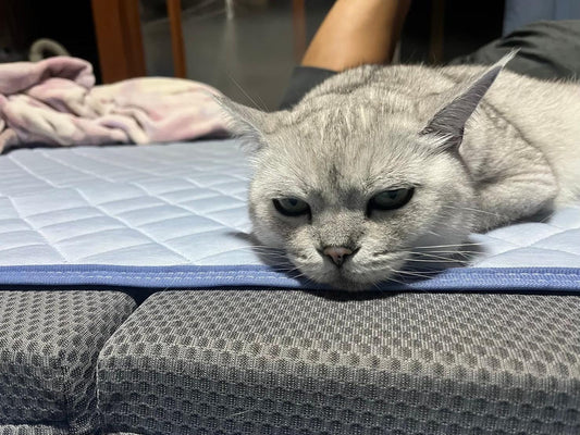 食わず嫌いの愛猫に鹿肉ペットフードを：嗜好性と健康を両立する選択肢