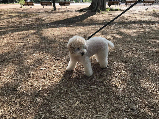 公園デビューのワンちゃん達はおしゃれなトリミングがご自慢です。