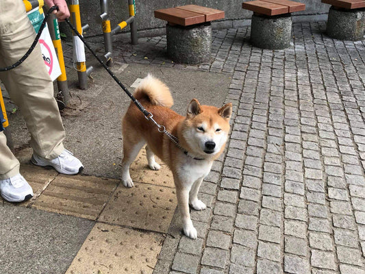 パグの快君はイギリス生まれの日本育ち、血統書付きで、ドックフードはカリ カリです。