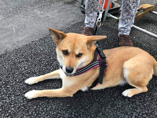 製麵所の柴犬はじめ君のドックフードは麺類ではなくやっぱりカリカリでした。