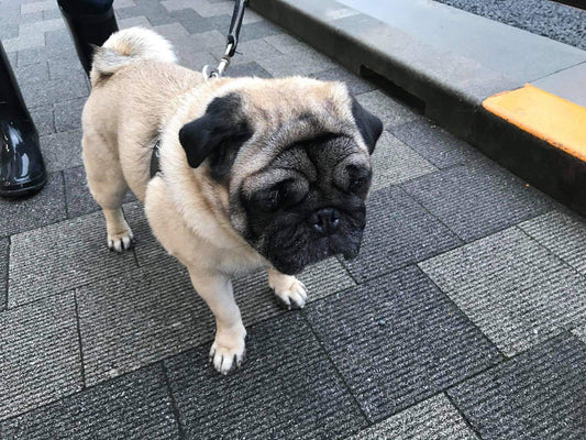 鹿のめぐみ写真撮影
