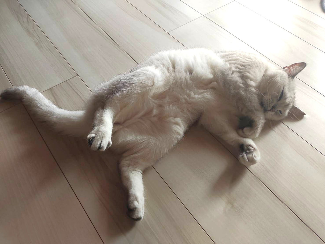 おりく坊七変化