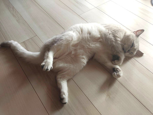 おりく坊七変化