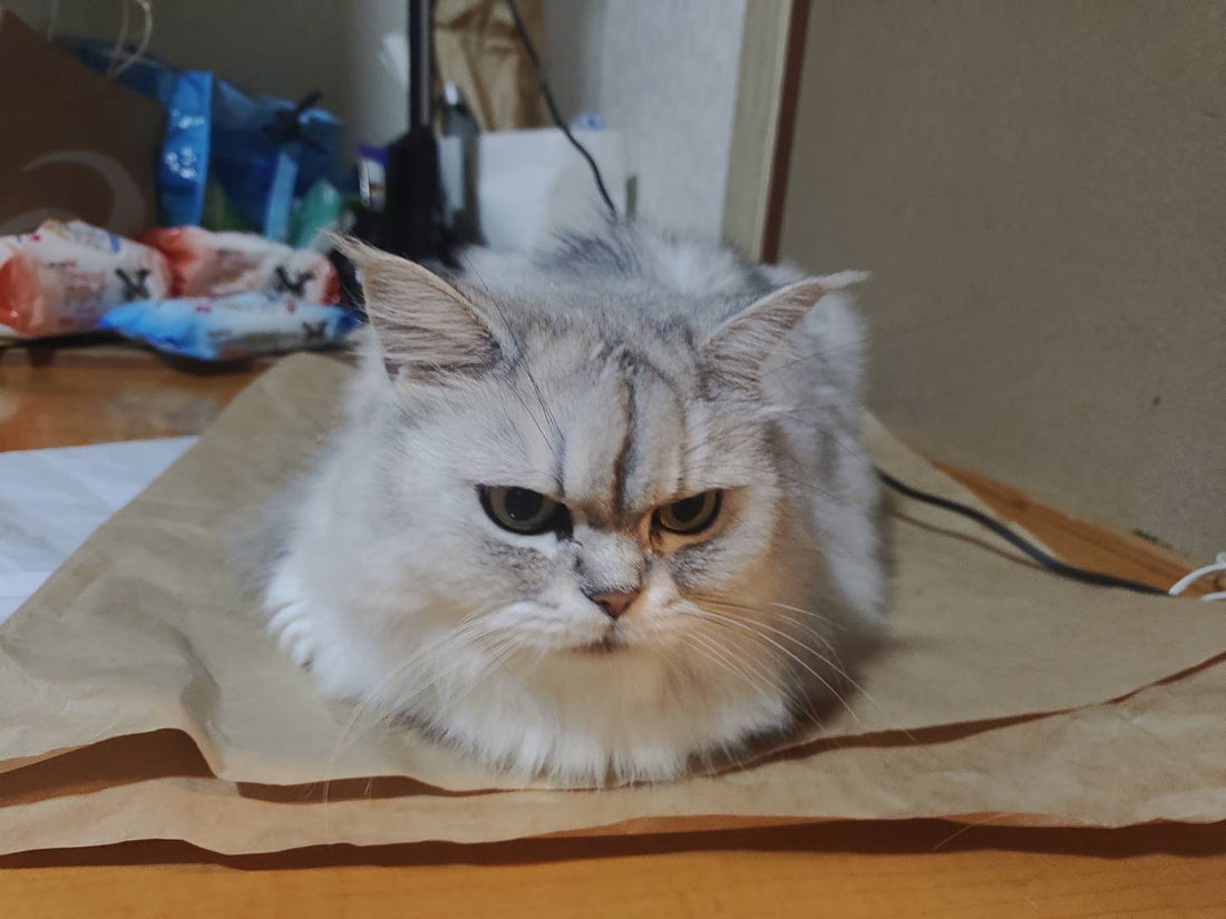 みうちゃまそこは動線上です