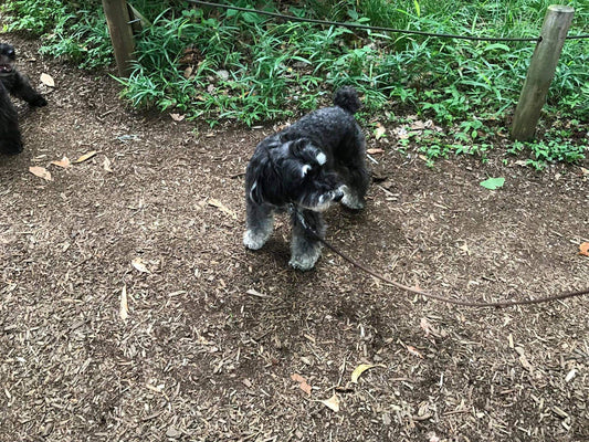 柴犬のマルコちゃんの主食はお肉！きっぱり言い話すお母さんって素敵です。