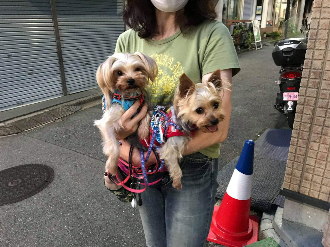 犬の肥満