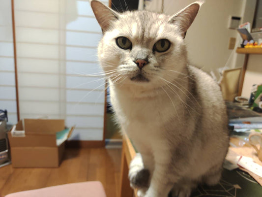 「猫が喉をゴロゴロする」って言うけれど、全然ゴロゴロではない。