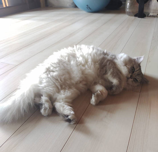 あれれ太った？世田谷キャッツの冬支度