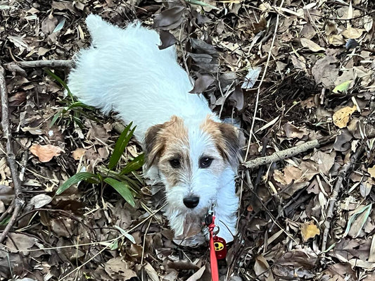 チャチャ日記１