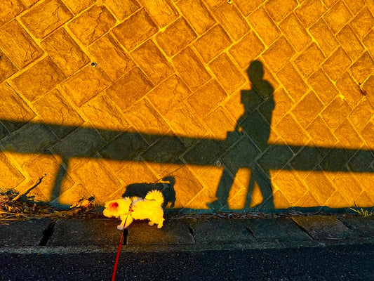 チャチャ日記２