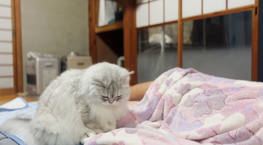 愛猫のアレルギーとペットフード選び：鹿肉の活用について