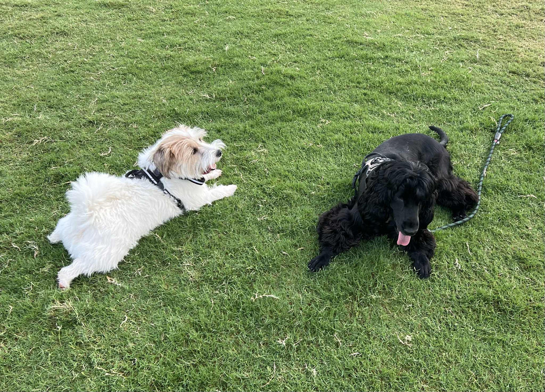 チャチャ日記19　犬友達