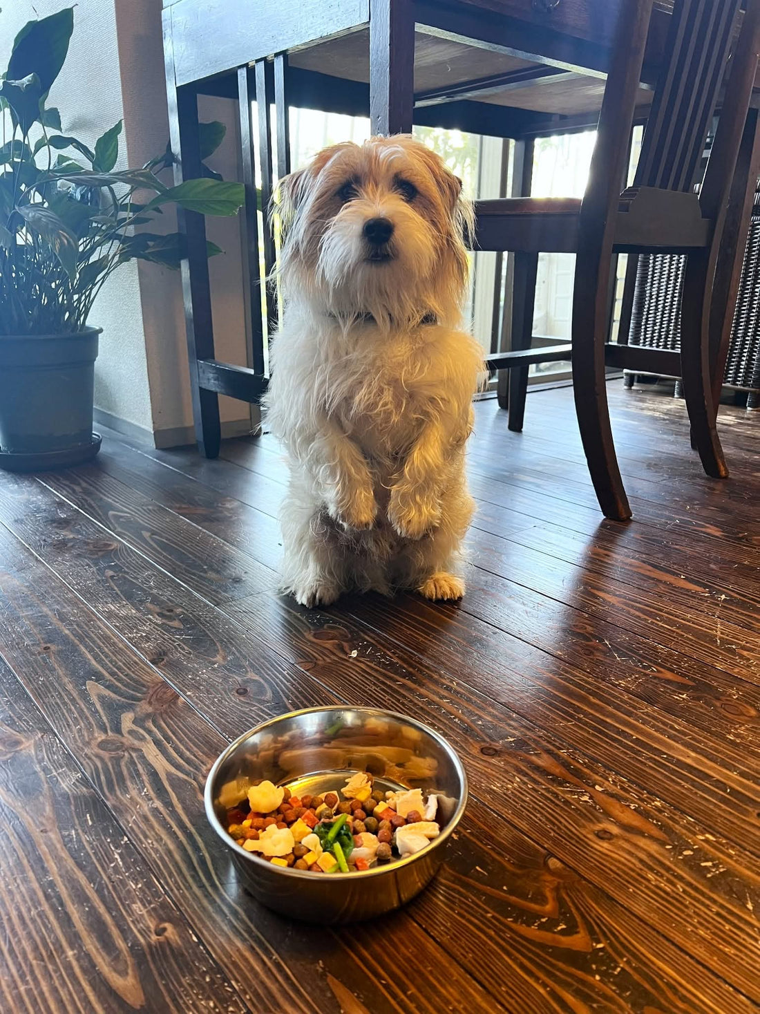 チャチャ日記17: 犬にはそれぞれ得意技がある。