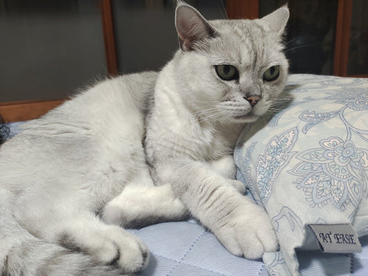 猫種ごとに最適な鹿肉ペットフードの選び方：健康と好みに合ったフードで愛猫をサポート