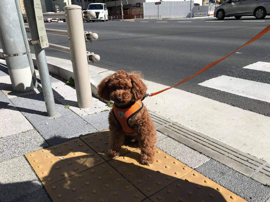 一歳半のチワワ　ハニーちゃんのお食事