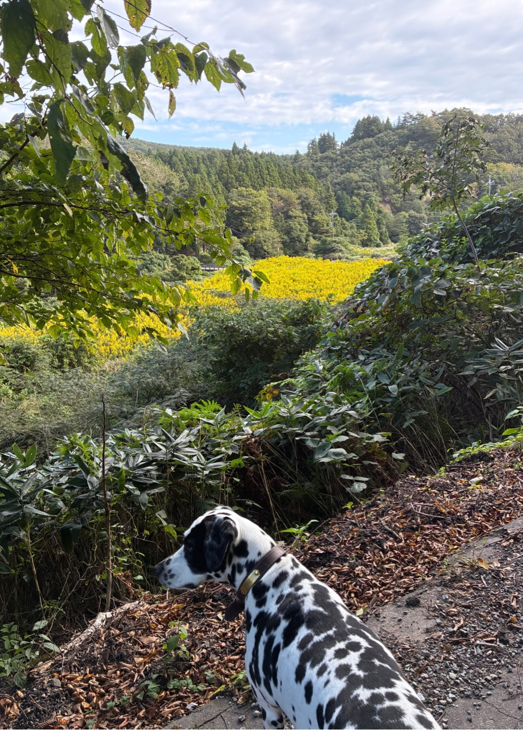 ルビーとのお散歩コース