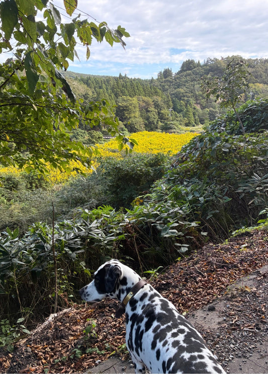 ルビーとのお散歩コース
