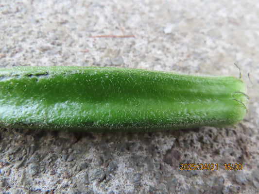 [動物博士の生きものがたり] 動物と植物の闘い①