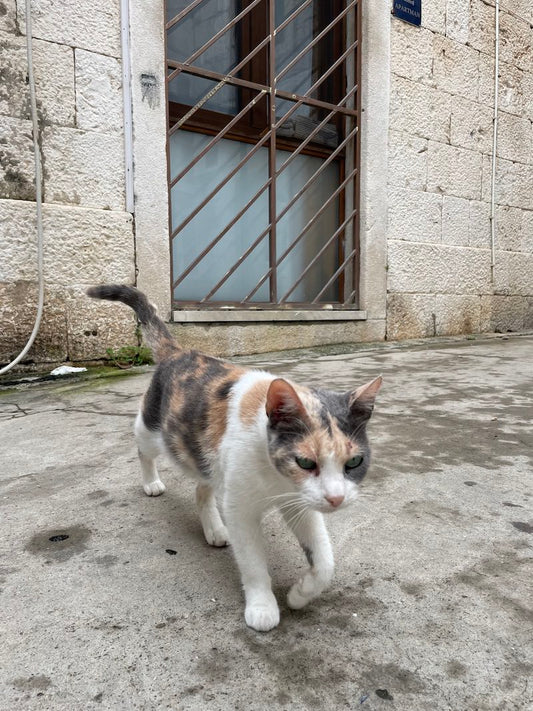 愛猫の適正体重と肥満管理：鹿肉ペットフードがもたらす健康的な選択肢