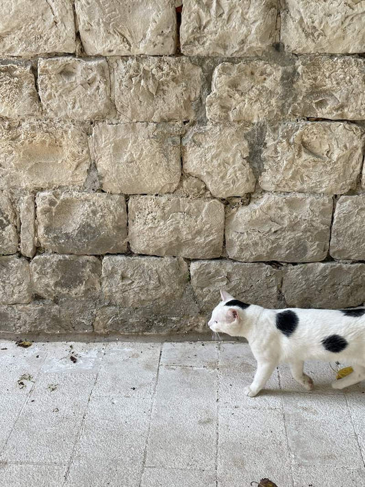猫と散歩、健康管理に役立つ鹿肉ペットフード