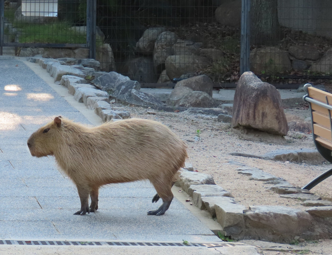 [動物博士の生きものがたり] 　南米では食用にされる世界一大きなネズミ：カピバラ