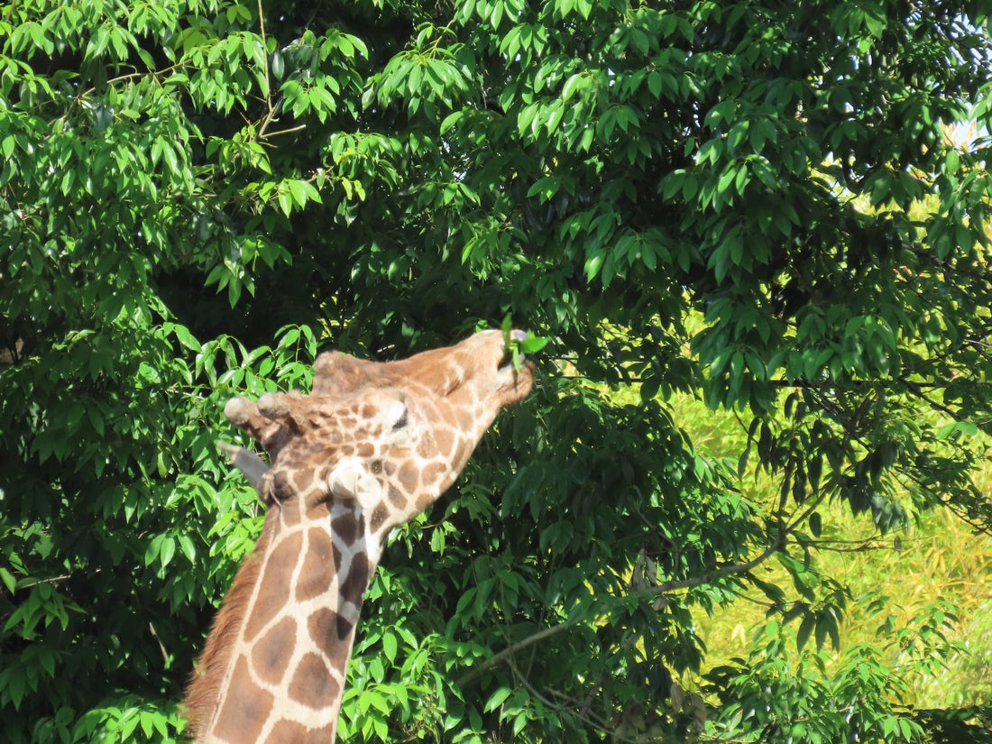 [動物博士の生きものがたり] 動物と植物の闘い②