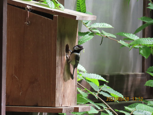 [動物博士の生きものがたり]  小鳥たちの混群　　　