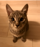 ドックフードはお母さんが毎日手作り、幸せなベルちゃん