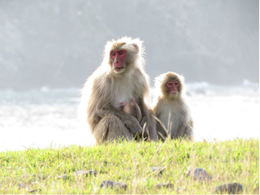 【動物博士の生きものがたり】動物も感極まるのか