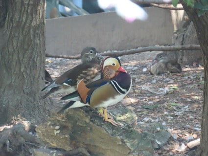 【動物博士の生きものがたり】オシドリはおしどり夫婦ではない