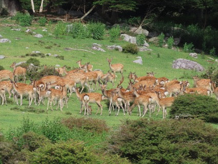 【動物博士の生きものがたり】動物が群れる理由、群れない理由