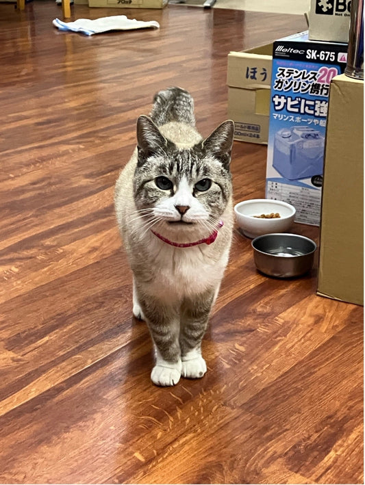 【動物博士の生きものがたり】最も優秀なハンター：ネコ