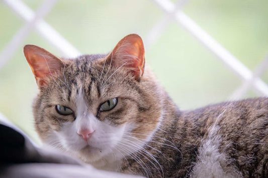 冬の愛猫の健康管理：オーガニックウェアと鹿肉ペットフードのすすめ