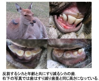 [動物博士の生きものがたり] 動物と植物の闘い③