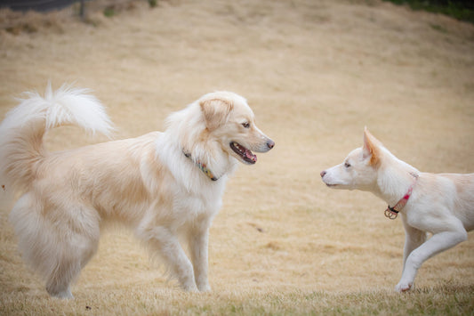 犬種ごとに最適な鹿肉ペットフードの選び方：愛犬の健康を守るために