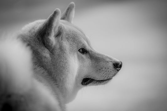 犬の糖尿病対策に最適なペットフード：鹿肉の活用
