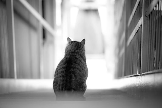 猫の糖尿病対策に最適なペットフード：鹿肉のメリット